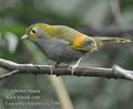 Liocichla_omeiensis_fc3380