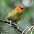 Liocichla_omeiensis_fc3428