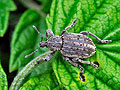 Liophloeus_tessulatus_hz1846