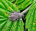 Liophloeus_tessulatus_hz1859