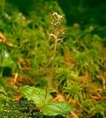 Listera_cordata_4026