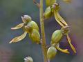 Listera_ovata_cd0693s