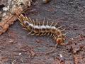 Lithobius_forficatus_bf2388