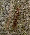 Lithobius_forficatus_cg4687s