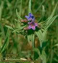 Lithospermum_purpurocaeruleum_4465