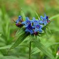 Lithospermum_purpurocaeruleum_ak4109