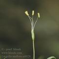 Litorella_uniflora_ai8928