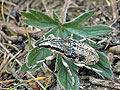 Lixus_myagri_ae4172