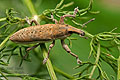 Lixus_ochraceus_jn5212s