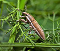 Lixus_ochraceus_jn5238s