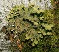 Lobaria_pulmonaria_8417