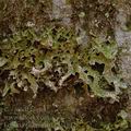 Lobaria_pulmonaria_ae1812