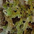 Lobaria_pulmonaria_ae1818