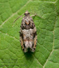 Lobesia_abscisana_jb9546s