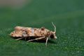 Lobesia_botrana_dz0860s
