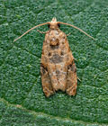 Lobesia_botrana_dz0877s