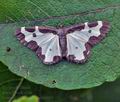Lomaspilis_marginata_bk6663