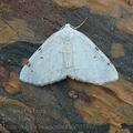 Lomographa_bimaculata_ah7638