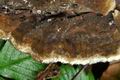 Lopharia_spadicea_ca3907