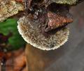 Lopharia_spadicea_ca3923