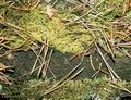 Lophcolea_heterephylla_8427