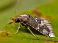 Loryma_egregialis_cp2040s