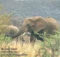 Loxodonta_africana