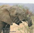 Loxodonta_africana