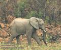 Loxodonta_africana