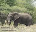 Loxodonta_africana