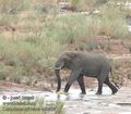 Loxodonta_africana