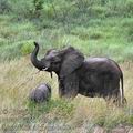 Loxodonta_africana_ba8844