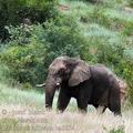 Loxodonta_africana_ba8854