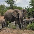 Loxodonta_africana_bb6065