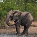 Loxodonta_africana_bb6110