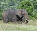 Loxodonta_africana_bb8722