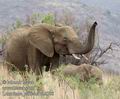 Loxodonta_africana_db2798