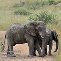 Loxodonta_africana_fa9832