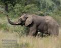 Loxodonta_africana_fa9887