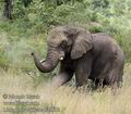 Loxodonta_africana_fa9892