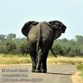 Loxodonta_africana_fb3137