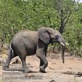 Loxodonta_africana_fb3668