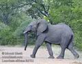 Loxodonta_africana_fb3721