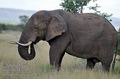 Loxodonta_africana_fb4253