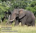 Loxodonta_africana_fb5278