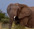 Loxodonta_africana_md5112