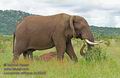 Loxodonta_africana_md5238