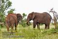 Loxodonta_africana_md5246