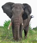 Loxodonta_africana_md5255