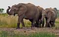 Loxodonta_africana_pa2106286